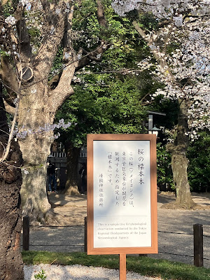 ソメイヨシノの標本木(東京) 사진 3