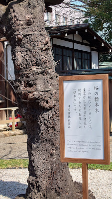 ソメイヨシノの標本木(東京) 사진 5