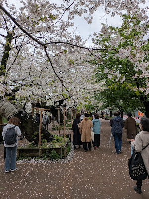 Kawazuzakura 사진 3