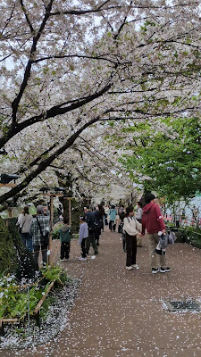 Kawazuzakura 사진 2