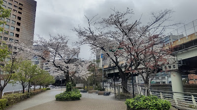 気象庁旧生物季節観測の木々 사진 3