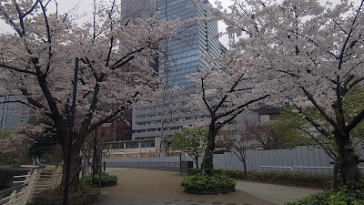 気象庁旧生物季節観測の木々 사진 2