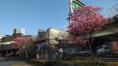 気象庁旧生物季節観測の木々 사진 5