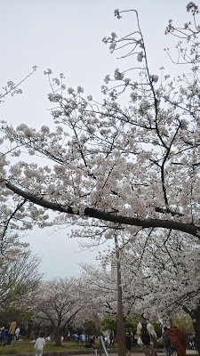 코마츠가와 센본자쿠라 사진 3
