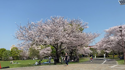코마츠가와 센본자쿠라 사진 2