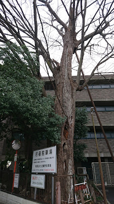 旧本宿のケヤキ 사진 4