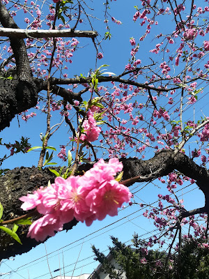 Hachimandori Park 사진 3