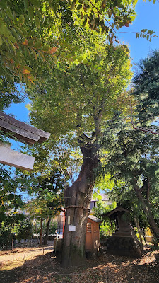 Keyaki tree 사진 2