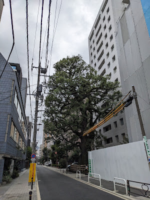 The Camphor Tree of Hongo Yumicho 사진 3