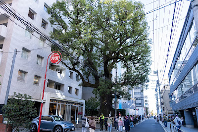 The Camphor Tree of Hongo Yumicho 사진 2