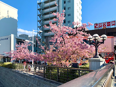 Kawazu-Zakura next to Tokyo Skytree 사진 4