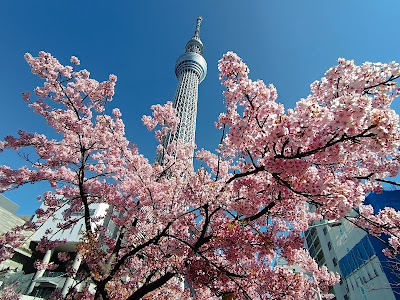 Kawazu-Zakura next to Tokyo Skytree 사진 3
