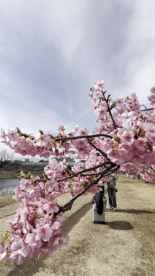 Old Nakagawa River Kawazu Cherry Blossoms 사진 3