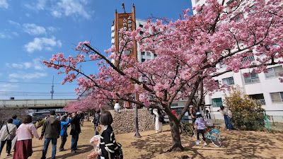 Old Nakagawa River Kawazu Cherry Blossoms 사진 2
