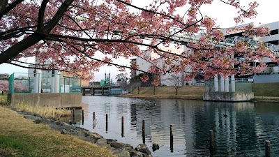 旧中川水辺公園散歩道 사진 4