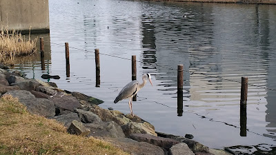 旧中川水辺公園散歩道 사진 5