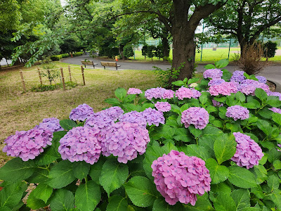 旧中川あじさいクラブ（江東区コミュニティガーデン） 사진 2