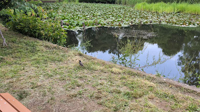 Zenpukuji-Ike Lower Pond 사진 2