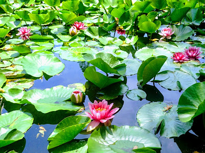 Zenpukuji-Ike Lower Pond 사진 4