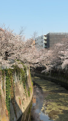 神田川の桜並木 (早稲田) 사진 2