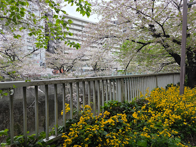 神田川の桜並木 (早稲田) 사진 4