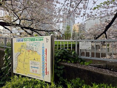 神田川の桜並木 (早稲田) 사진 3
