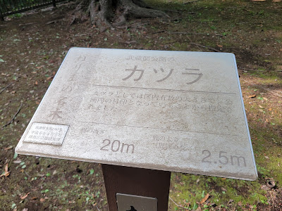 ねりまの名木 武蔵関公園のカツラ 사진 3