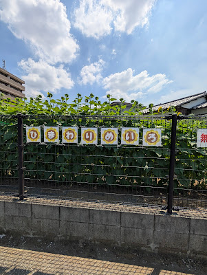 ひまわり迷路🌻 사진 3