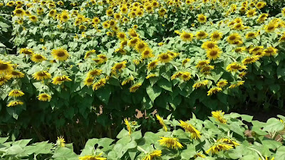ひまわり迷路🌻 사진 2