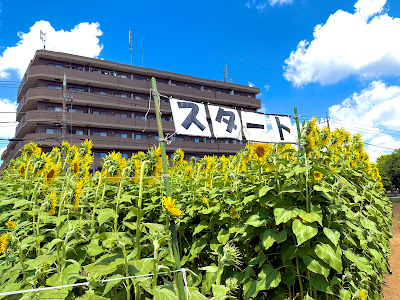 ひまわり迷路🌻 사진 4