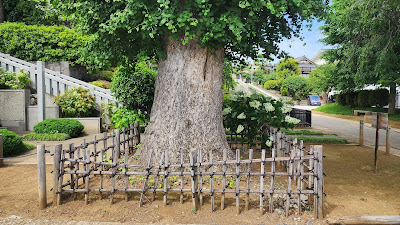 東福寺のイチョウ 사진 3