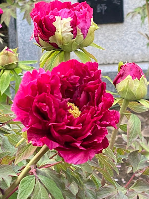 東福寺のイチョウ 사진 2