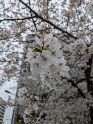 Toshima Kuritsu Nishiikebukuro Daini Park 사진 5