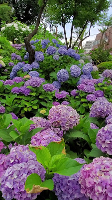 Hakusan Park 사진 2
