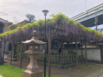 Jōkō-ji Wisteria Trellis 사진 4