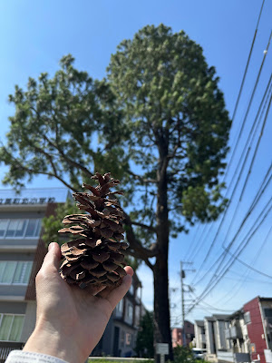 大王松 사진 3
