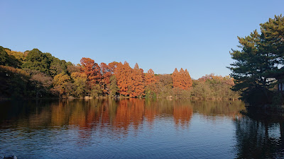 Metasequoia Tree 사진 3