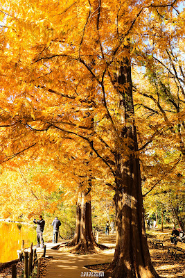 Metasequoia Tree 사진 4