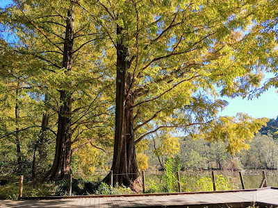Metasequoia Tree 사진 2