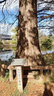 Pond Bald Cypress at Shakujii Park 사진 2