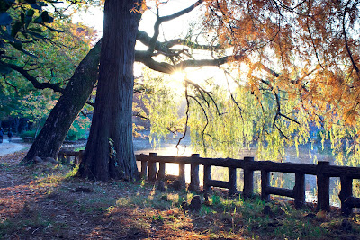 Pond Bald Cypress at Shakujii Park 사진 3