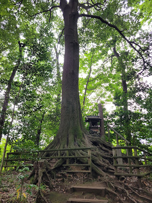 ねりまの名木 石神井公園のシラカシ 사진 2