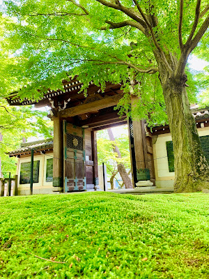 Black Pine of Dojoji 사진 4