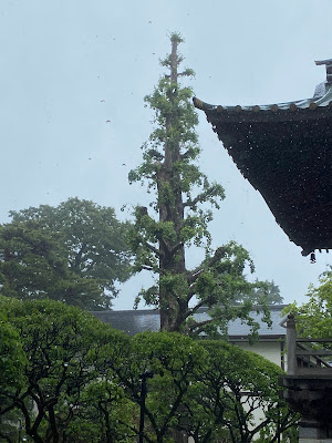 Ginkgo of Sanpoji 사진 4