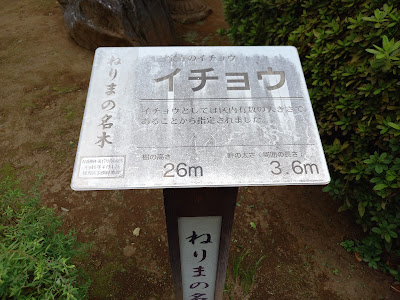 Ginkgo of Sanpoji 사진 2