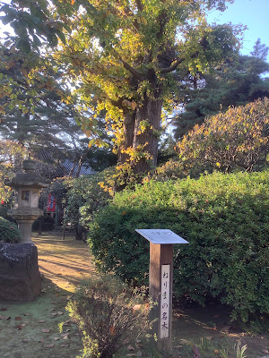 Ginkgo of Sanpoji 사진 3