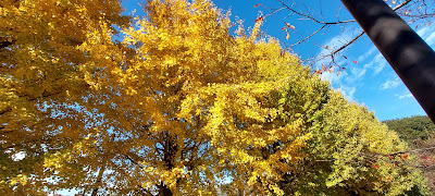 Shakujii Park Lawn 사진 5