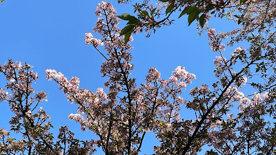Toyotama Sakura Park 사진 2
