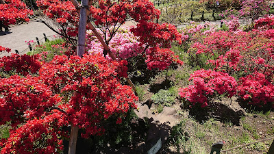 Heisei Tsutsuji Park 사진 4