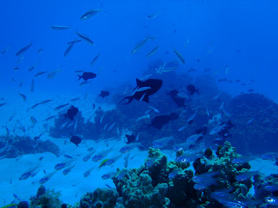 Blue Lagoon Japan 사진 4